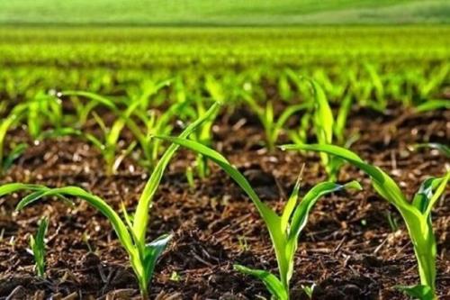 تحقق کشاورزی قراردادی در بیشتر از 2 میلیون هکتار از اراضی کشور