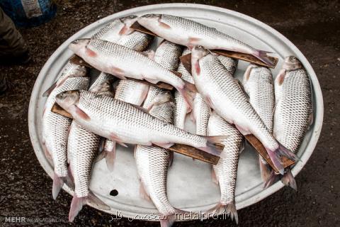 سرانه مصرف ماهی هر ایرانی ۱۱ كیلوگرم است، تولید بچه ماهی در سمنان