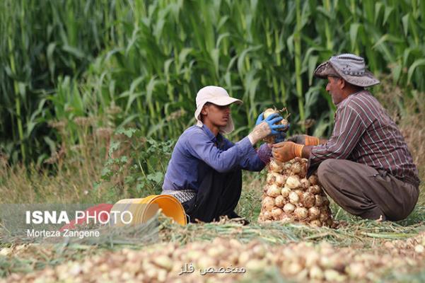 ضرر پیازكاران از كجا آب می خورد؟