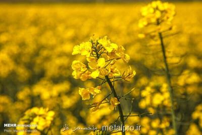 رشد 18 درصدی خرید تضمینی و توافقی دانه روغنی كلزا