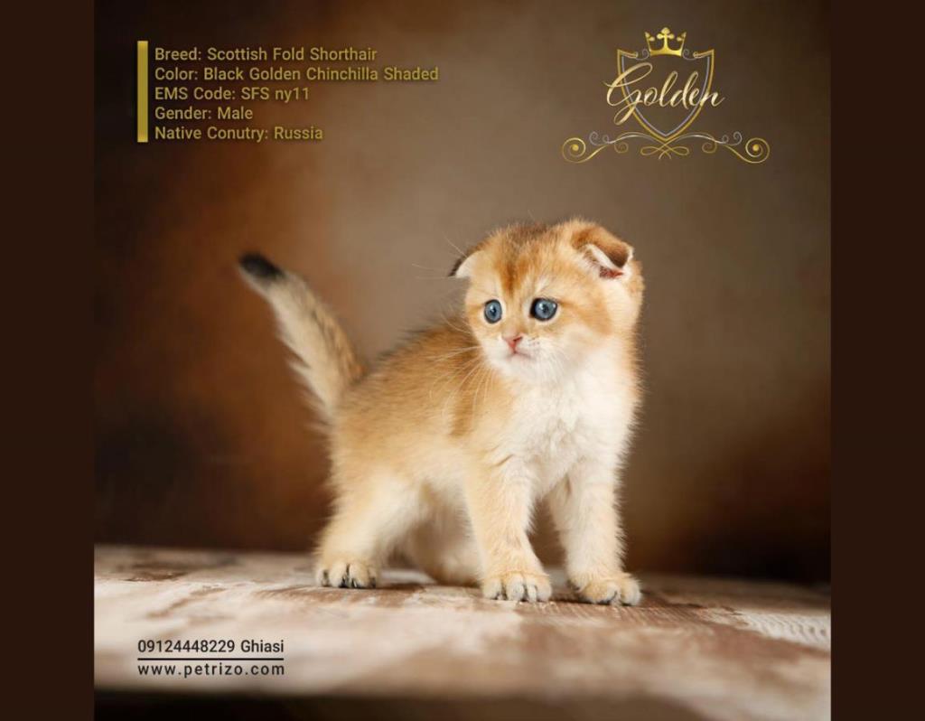 گربه پرشین خاكستری