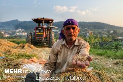 پشت پرده های بازار برنج