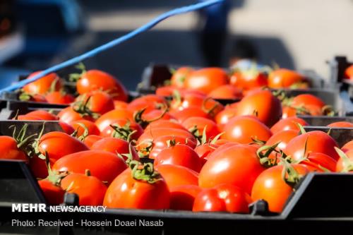 گوجه فرنگی یکماه دیگر ارزان می شود