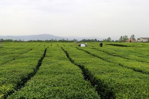 کشت چای صرفه اقتصادی ندارد