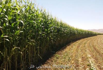 اماواگرهای کشت ذرت علوفه ای در دشت های ممنوعه چهارمحال و بختیاری