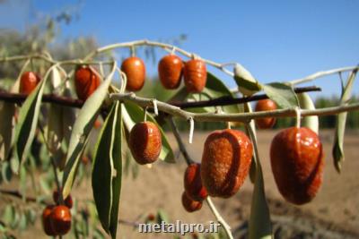۱۳۷۱ تن محصول سنجد از باغات آذربایجان شرقی برداشت می شود