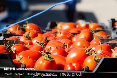 گوجه فرنگی یکماه دیگر ارزان می شود