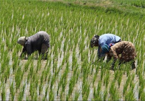 مصوبه اصلاح قانون خرید تضمینی برنج داخلی ابلاغ گردید