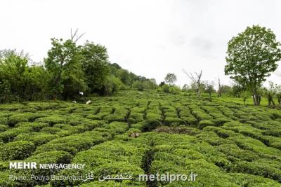 صدور ۴۳ هزار دفترچه الکترونیکی برای چایکاران امسال