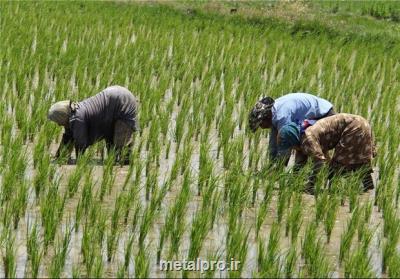مصوبه اصلاح قانون خرید تضمینی برنج داخلی ابلاغ گردید