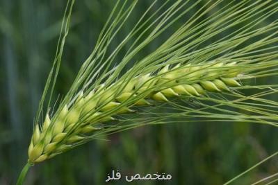 خرید ۳۳۰ میلیارد تومان جو داخلی توسط صندوق پشتیبانی از توسعه کشاورزی