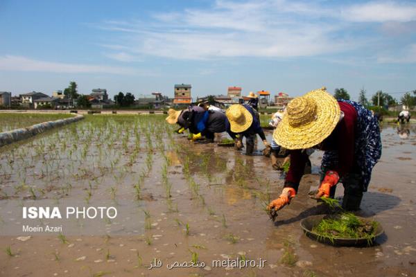 از موانع کشاورزی سنتی و معیشتی تا استفاده از سموم بی کیفیت چینی و هندی