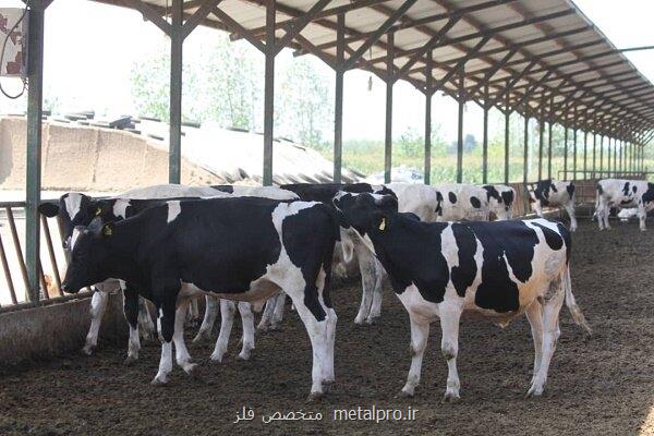 مصوبه ایجاد ۸ مجتمع دامداری در دامغان همچنان بلاتکلیف است