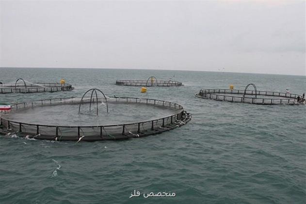 آغاز تولید تجاری ماهی سی باس دریایی در خوزستان