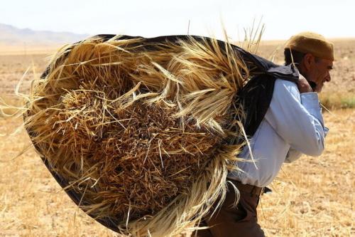 خلف وعده دولت در پرداخت پول گندم کاران
