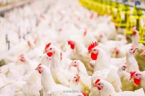 بومی سازی سویه آرین ره به ترکستان است