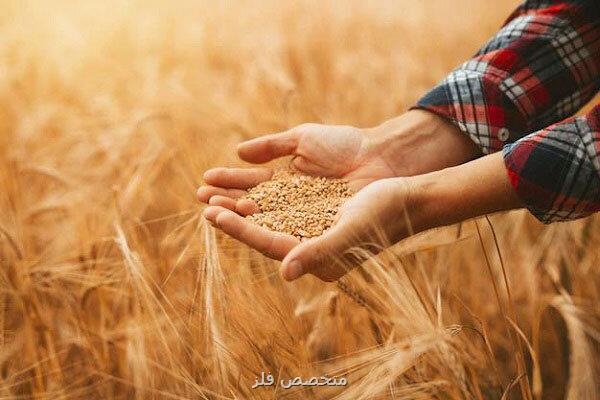 تاکنون ۲۰۰ تا ۲۵۰ هزار تن گندم، خرید تضمینی شد