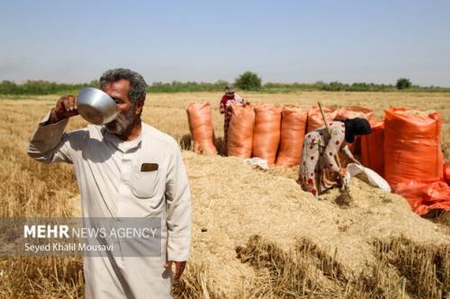 تسویه کامل مطالبات گندمکاران و کلزاکاران خوزستان تا نیمه مرداد