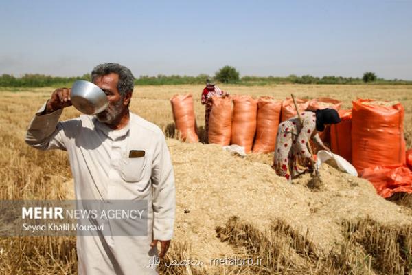 تسویه کامل مطالبات گندمکاران و کلزاکاران خوزستان تا نیمه مرداد