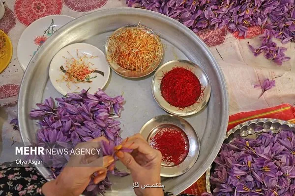 درد خام فروشی با راه اندازی پالایشگاه گیاهان دارویی درمان می شود؟