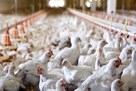 ۲۴ و نیم میلیون قطعه مرغ معدوم شد، پرداخت خسارت ۳۵ میلیاردی