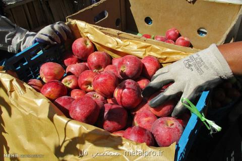 رشد ۲۰ درصدی تولید مركبات، نیازی به واردات سیب درختی نداریم