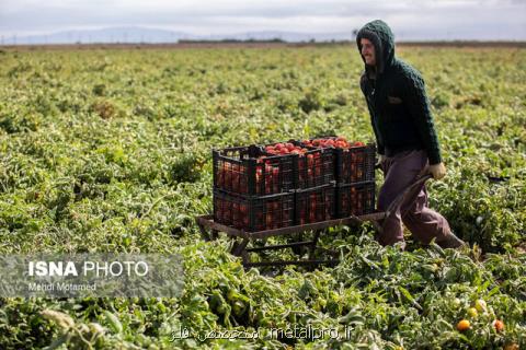 تذكر نماینده دشتی در واكنش به ممنوعیت صادرات گوجه فرنگی