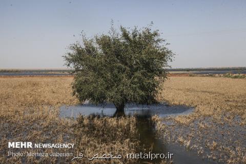 وضع كشاورزی خوزستان عادی نشود مجبور به واردات می شویم