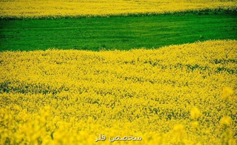 خرید 98 هزار تن دانه روغنی كلزا از كشاورزان 13 استان