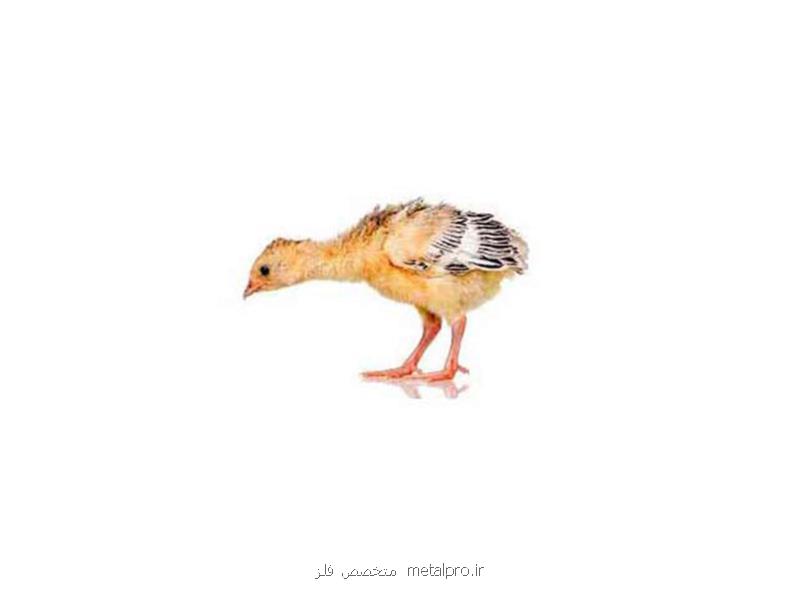 فروش جوجه بوقلمون غاز و شترمرغ