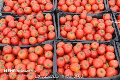 آغاز توزیع گوجه فرنگی در میادین میوه و تره بار