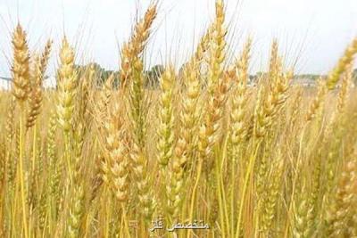 افزایش ۱۳ درصد خرید گندم در استان مركزی