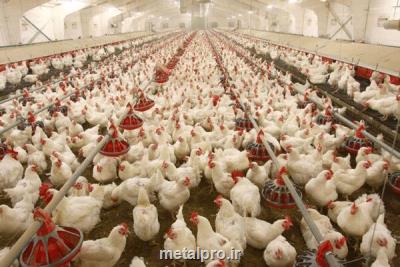 تولید 869 هزار تن تحم مرغ در سال 98