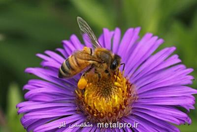 اختصاص 17 هزار تن شكر برای زمستان گذری زنبورداران كشور