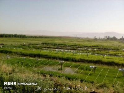 ممنوعیت كشت برنج در سال ۱۴۰۰ لغو شد